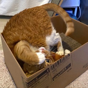 마리펫 고양이 박스 스크래쳐